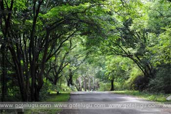 andhra ooty - horsely hills