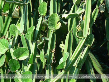 Nalleru Plant