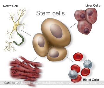 Stem Cell Bank