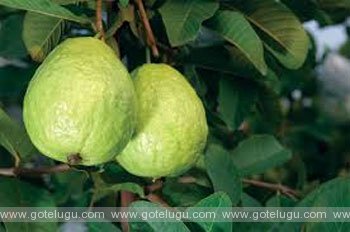 guava help ness fruit