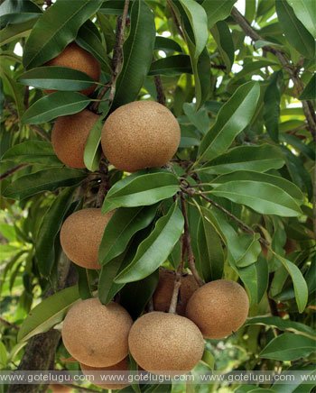 sapota tree