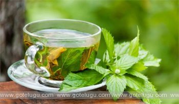 green tea uses