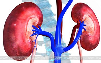 how to protectect kidney