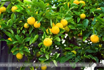 lemon tree information