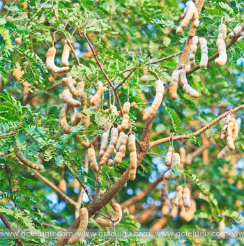 tamarind tree