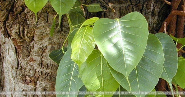 banyan tree importence