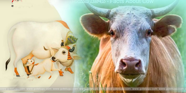 Facts About Cow