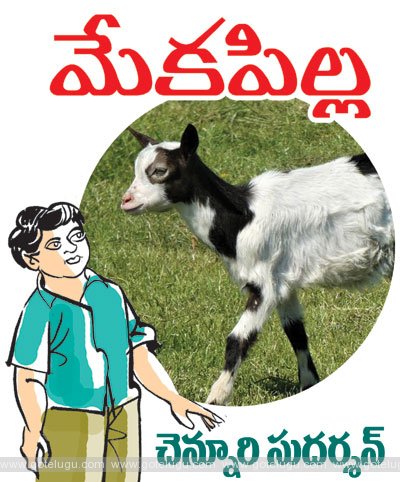 Cub goat Cub goat