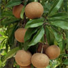 sapota tree