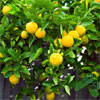 lemon tree information