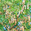 tamarind tree